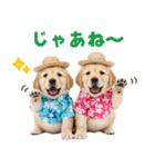 ゴールデンの夏（個別スタンプ：6）