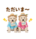 ゴールデンの夏（個別スタンプ：9）