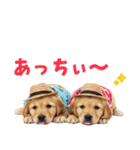 ゴールデンの夏（個別スタンプ：10）