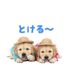 ゴールデンの夏（個別スタンプ：11）