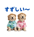 ゴールデンの夏（個別スタンプ：12）