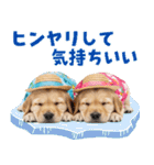 ゴールデンの夏（個別スタンプ：13）