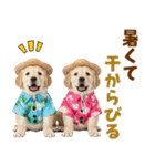 ゴールデンの夏（個別スタンプ：16）