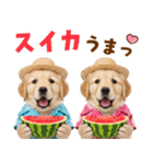 ゴールデンの夏（個別スタンプ：18）