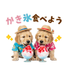 ゴールデンの夏（個別スタンプ：19）
