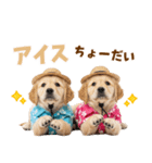 ゴールデンの夏（個別スタンプ：20）