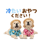 ゴールデンの夏（個別スタンプ：25）