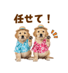 ゴールデンの夏（個別スタンプ：34）