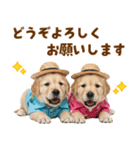 ゴールデンの夏（個別スタンプ：38）