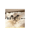 きなこの毎日絶対欠かせないスタンプ（個別スタンプ：2）