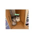 きなこの毎日絶対欠かせないスタンプ（個別スタンプ：3）
