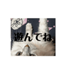 きなこの毎日絶対欠かせないスタンプ（個別スタンプ：4）