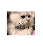 きなこの毎日絶対欠かせないスタンプ（個別スタンプ：5）