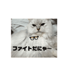 きなこの毎日絶対欠かせないスタンプ（個別スタンプ：8）