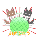 飛び出す！ちびハスキー16【夏】（個別スタンプ：12）