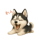 わんで伝えるハスキー JP（個別スタンプ：4）