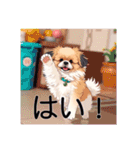ペットのミックス犬（個別スタンプ：30）