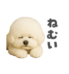 ビジョンフリーゼに癒されたい（個別スタンプ：17）