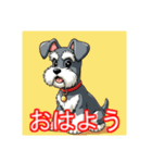ペットのミニチュアシュナウザー（個別スタンプ：1）