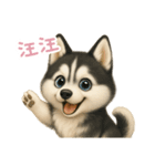 わんで伝えるハスキー TW（個別スタンプ：2）