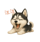わんで伝えるハスキー TW（個別スタンプ：4）