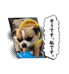 キック＆キック（個別スタンプ：11）