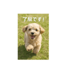 mix dog チワプー（個別スタンプ：1）