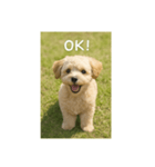 mix dog チワプー（個別スタンプ：2）