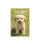 mix dog チワプー（個別スタンプ：3）