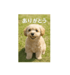 mix dog チワプー（個別スタンプ：4）