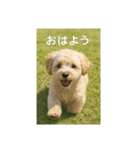 mix dog チワプー（個別スタンプ：5）