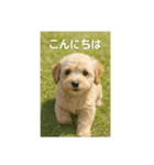 mix dog チワプー（個別スタンプ：7）