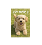 mix dog チワプー（個別スタンプ：9）