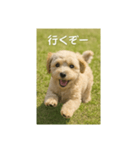 mix dog チワプー（個別スタンプ：10）
