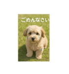mix dog チワプー（個別スタンプ：11）