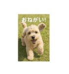 mix dog チワプー（個別スタンプ：12）