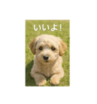 mix dog チワプー（個別スタンプ：14）