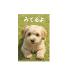 mix dog チワプー（個別スタンプ：15）