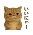 キモブサカワ16(エキゾチックショートヘア)（個別スタンプ：14）