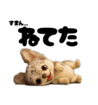 AIチワワのらんちゃんシンプルスタンプ③（個別スタンプ：36）