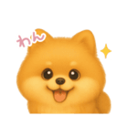 わんで伝えるポメラニアン JP（個別スタンプ：5）