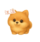 わんで伝えるポメラニアン TW（個別スタンプ：1）