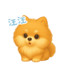 わんで伝えるポメラニアン TW（個別スタンプ：3）
