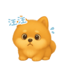 わんで伝えるポメラニアン TW（個別スタンプ：12）