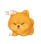わんで伝えるポメラニアン TW（個別スタンプ：13）