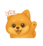 わんで伝えるポメラニアン TW（個別スタンプ：16）