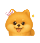 わんで伝えるポメラニアン TH（個別スタンプ：5）