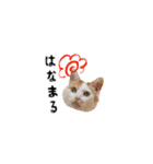 みじかちゃん達スタンプ（個別スタンプ：14）