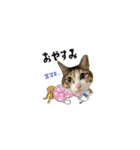 みじかちゃん達スタンプ（個別スタンプ：16）