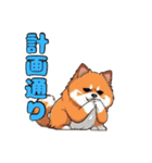 軽く使えるポメラニアンズ（個別スタンプ：1）